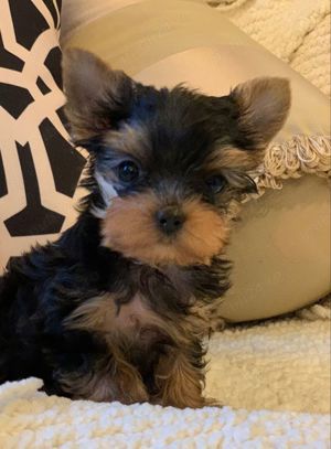 Puiuti Yorkshire Terrier mini toy superbi