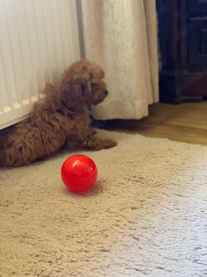 Goldendoodle - imagine 2