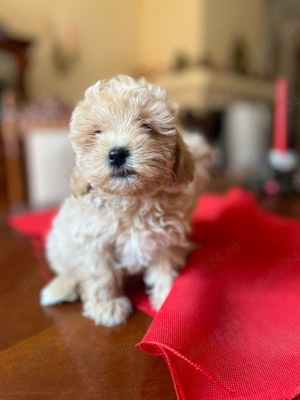 Maltipoo toy  - imagine 2