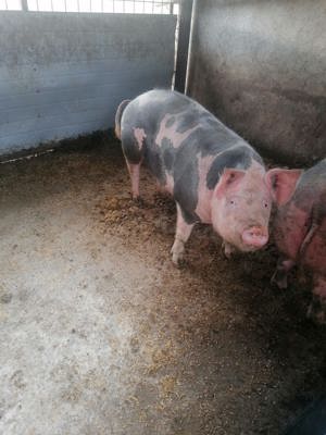 Porc de 180kg 
