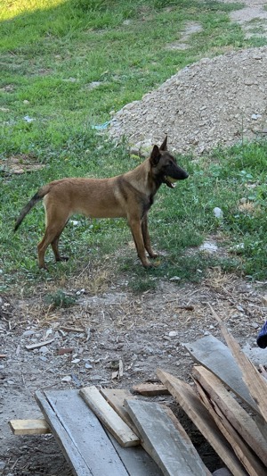 Catelusa Ciobanesc Belgian Malinois in varsta de 1 an 