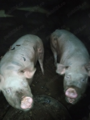 Vând porci pentru sacrificat crescuți la țară - imagine 3