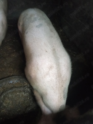 Vând porci pentru sacrificat crescuți la țară