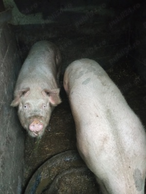Vând porci pentru sacrificat crescuți la țară - imagine 4