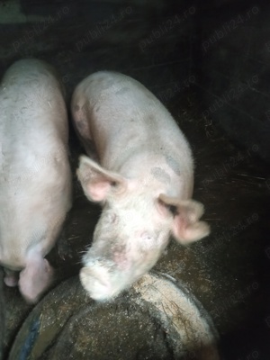 Vând porci pentru sacrificat crescuți la țară - imagine 2