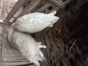 Vând porci de rasă mangalița