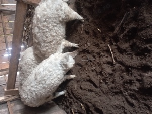 Vând porci de rasă mangalița - imagine 2