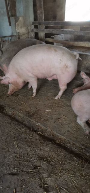 Porci de sacrificat, rasa de carne  - imagine 2