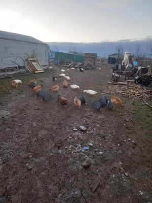 Vând rațe și bibilici de casă  - imagine 3