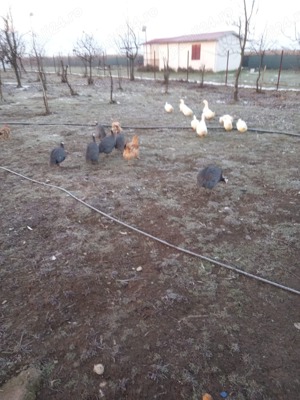 Vând rațe și bibilici de casă  - imagine 2