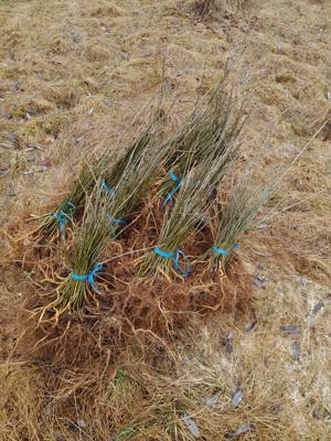 Puieti de frasin pentru plantat - imagine 3