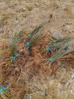 Puieti de frasin pentru plantat - imagine 4