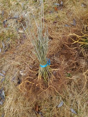 Puieti de frasin pentru plantat - imagine 2