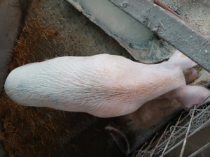 vand porci - imagine 2