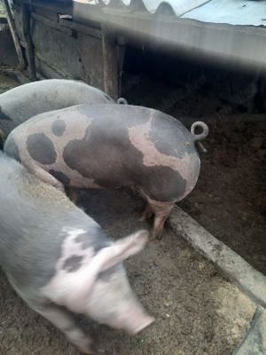 vând porci  - imagine 2