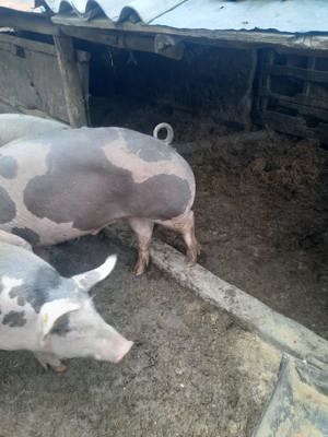 vând porci  - imagine 4