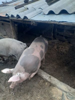 vând porci  - imagine 3