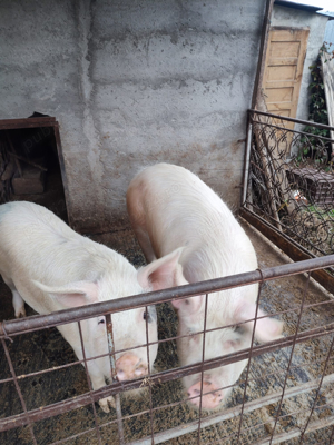 Vand porci de taiat - imagine 2