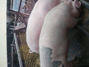 Vînd porci și purcei Coșoveni - imagine 3