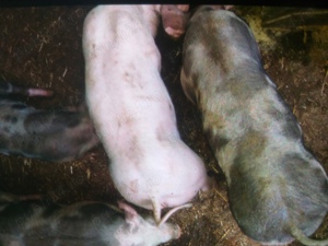 Vînd porci și purcei Coșoveni - imagine 2