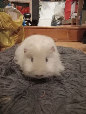 Vand Porcusor de Guineea  - imagine 3