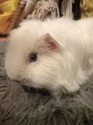 Vand Porcusor de Guineea  - imagine 2