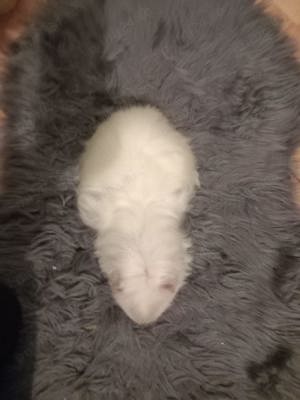 Vand Porcusor de Guineea  - imagine 4