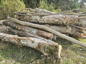 Lemn de foc, fag molid - imagine 4