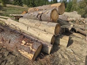 Lemn de foc, fag molid - imagine 3