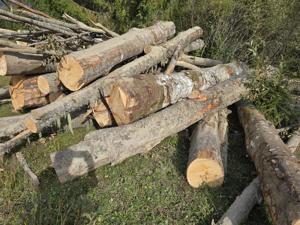 Lemn de foc, fag molid - imagine 2