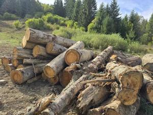 Lemn de foc, fag molid - imagine 5