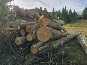 Lemn de foc, fag molid