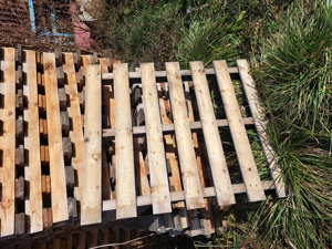 Paleti din lemn de rasinoase