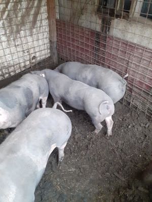 Porci de vânzare