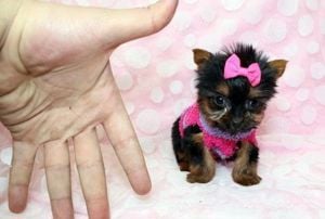 Yorkshire Terrier Teacup - rasa potrivita pentru copii