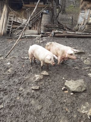 Vand 2 porci de țară crescut natural 