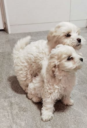 Bichon maltez mini  - imagine 3 Bichon maltez mini  - imagine 3