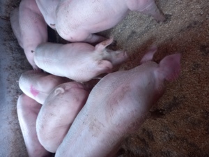 Vand porci 
