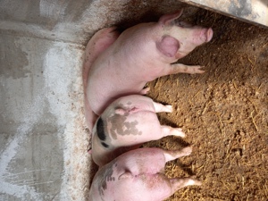 Vand porci pentru Craciun  - imagine 2 Vand porci pentru Craciun  - imagine 2