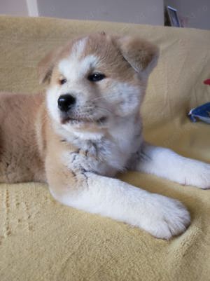 Catei Akita Inu Japonez  - imagine 3