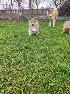 Catei Akita Inu Japonez  - imagine 4