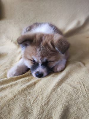 Catei Akita Inu Japonez  - imagine 2