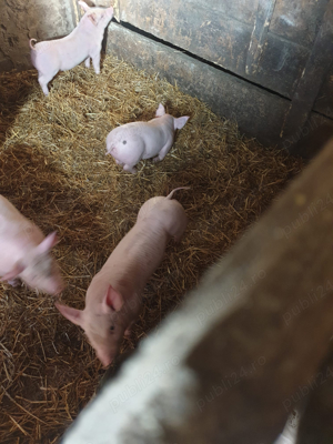 vand  - imagine 4 vand  - imagine 4