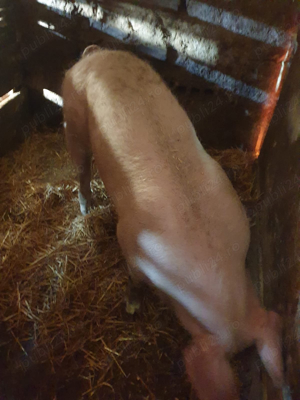 vand  - imagine 2 vand  - imagine 2