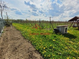 Teren extravilan in Baicoi 10.000mp plantatie mure --90.000e - imagine 3