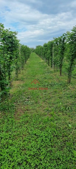 Teren extravilan in Baicoi 10.000mp plantatie mure --90.000e - imagine 13