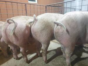 Porci de carne 130 kg....250. Kg