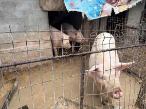 Vand porc aproximativ 120kg disponibili 2 bucati