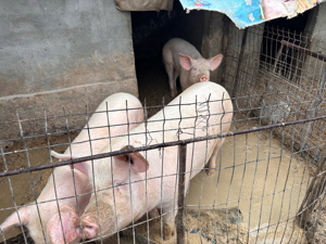 Vand porc aproximativ 180kg disponibili 2 bucati - imagine 2