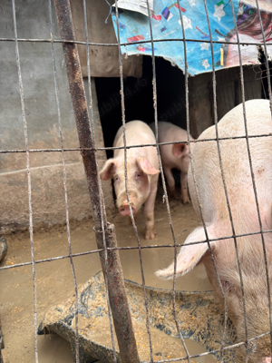Vand porc aproximativ 180kg disponibili 2 bucati - imagine 3